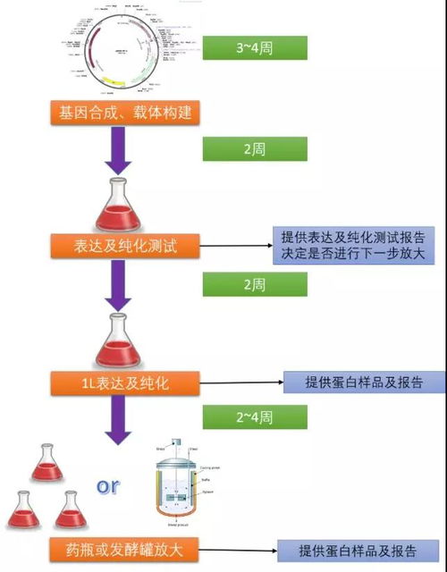 哺乳動物細胞蛋白表達系統 高效精準的技術服務分享